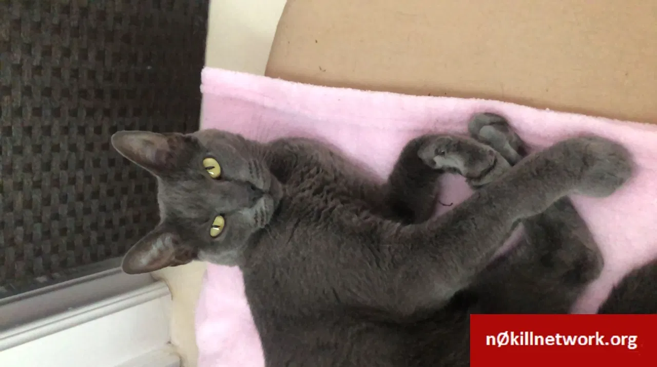 Lost cat in Miami, FL, 33156