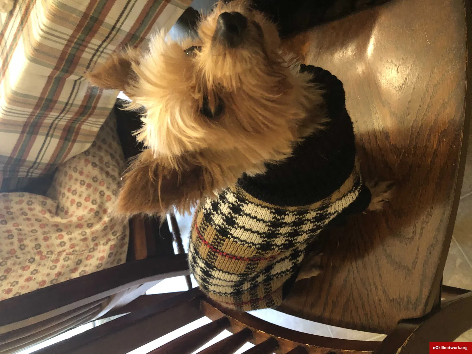 Lost dog in Winston Salem, NC, 27127