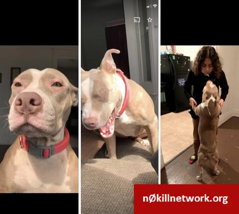 Lost dog in Cleveland, OH, 44102