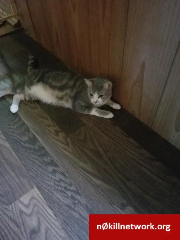 Lost cat in Sevierville, TN, 37862