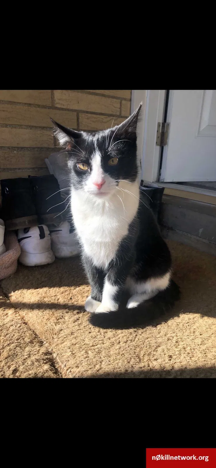 Lost cat in Barberton, OH, 44203