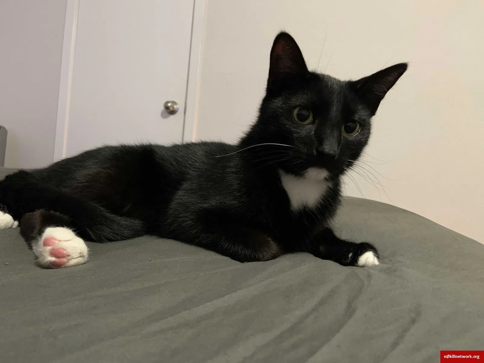 Lost cat in Corpus Christi, TX, 78412