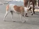 Lost dog in San Francisco, CA, 94134