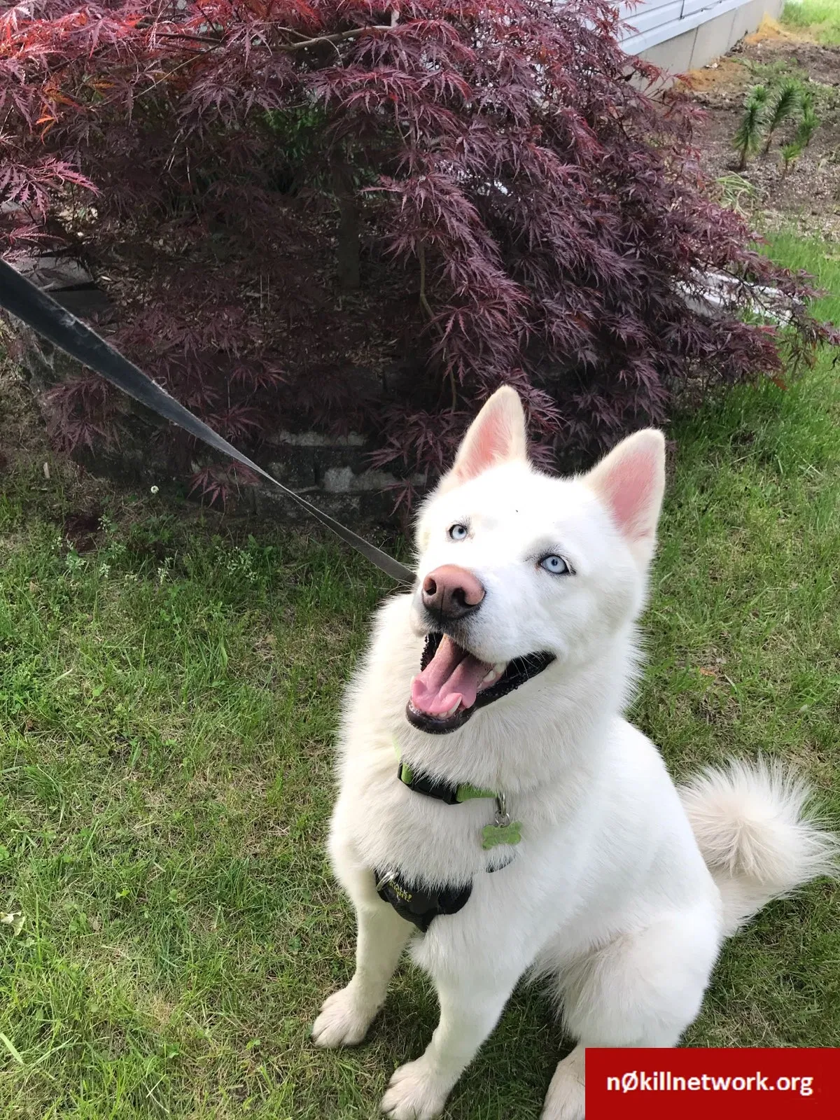 Lost dog in Decatur, MI, 49045
