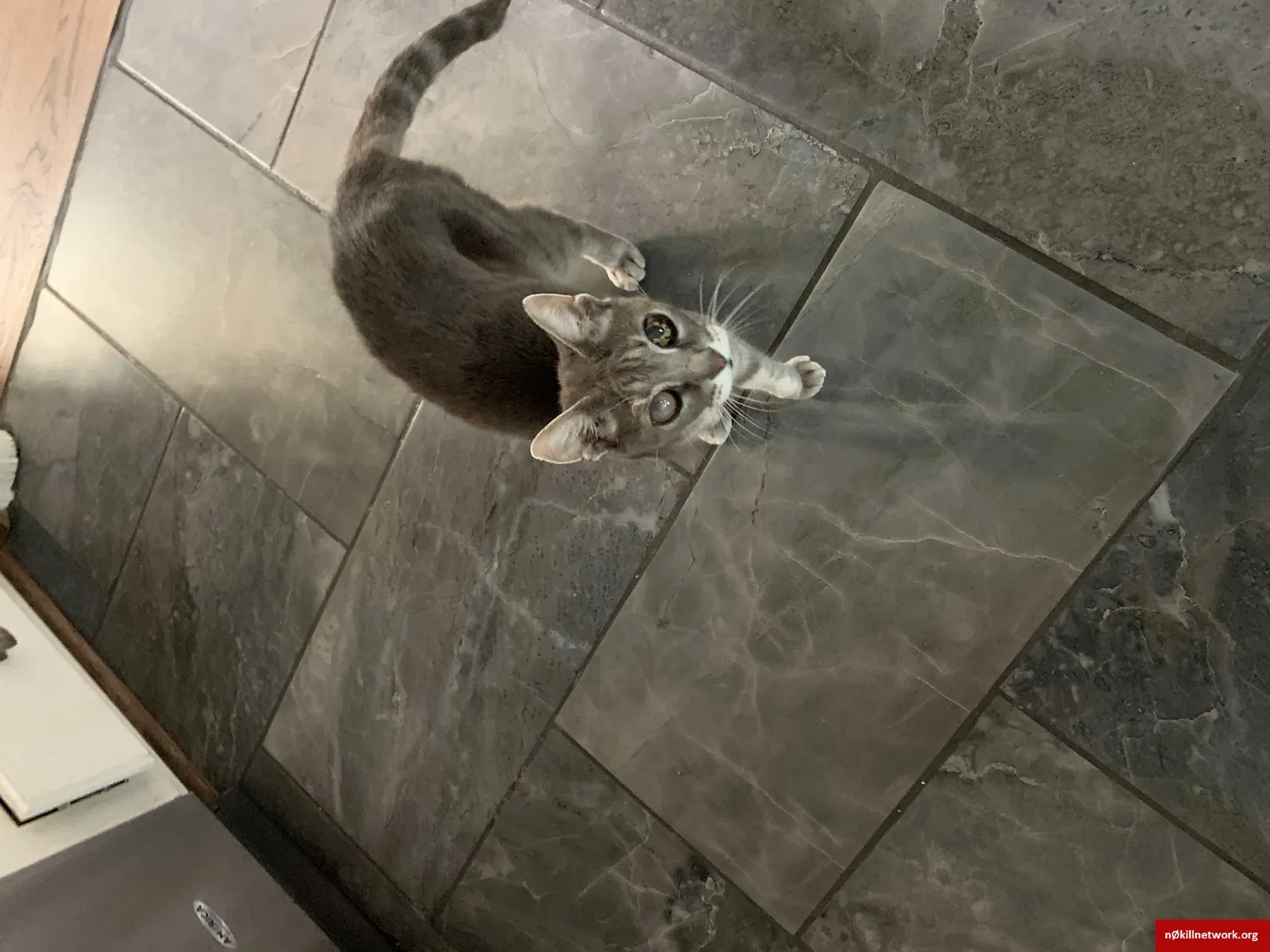 Lost cat in Guyton, GA, 31312