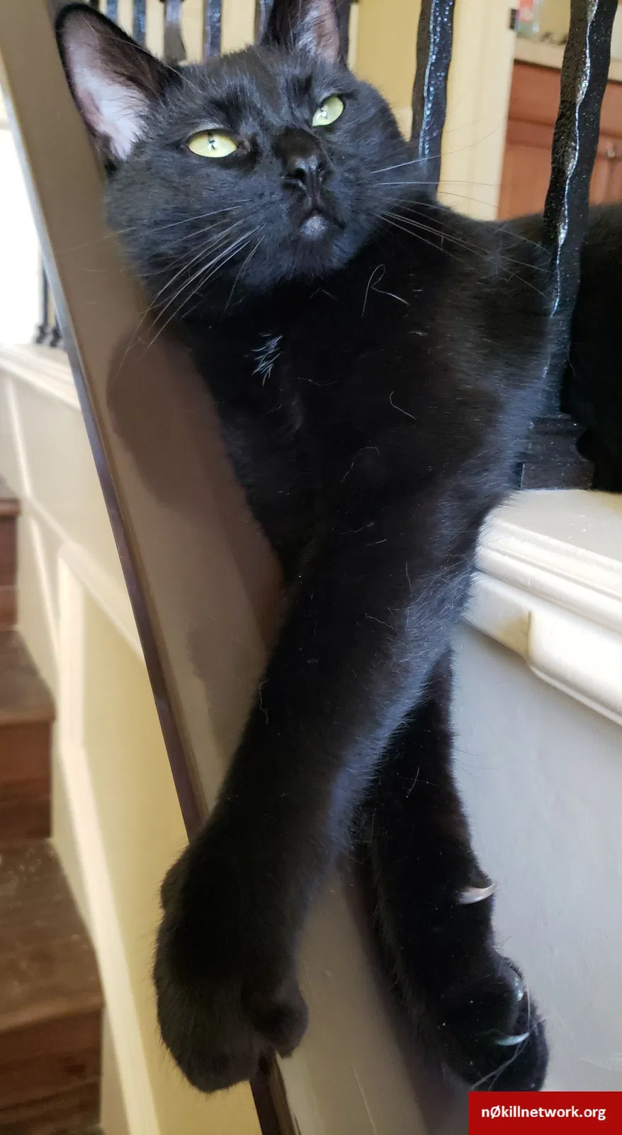 Lost cat in Vancouver, WA, 98665