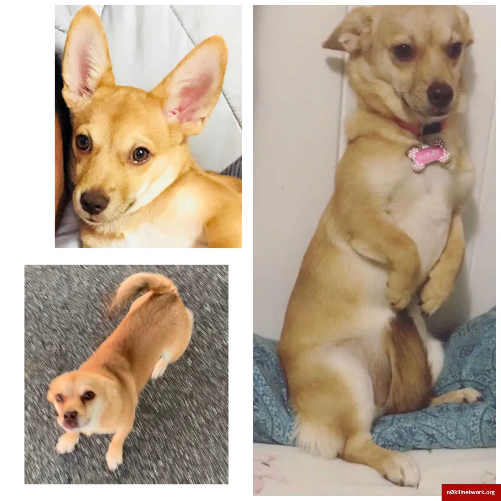 Lost dog in Honolulu, HI, 96817