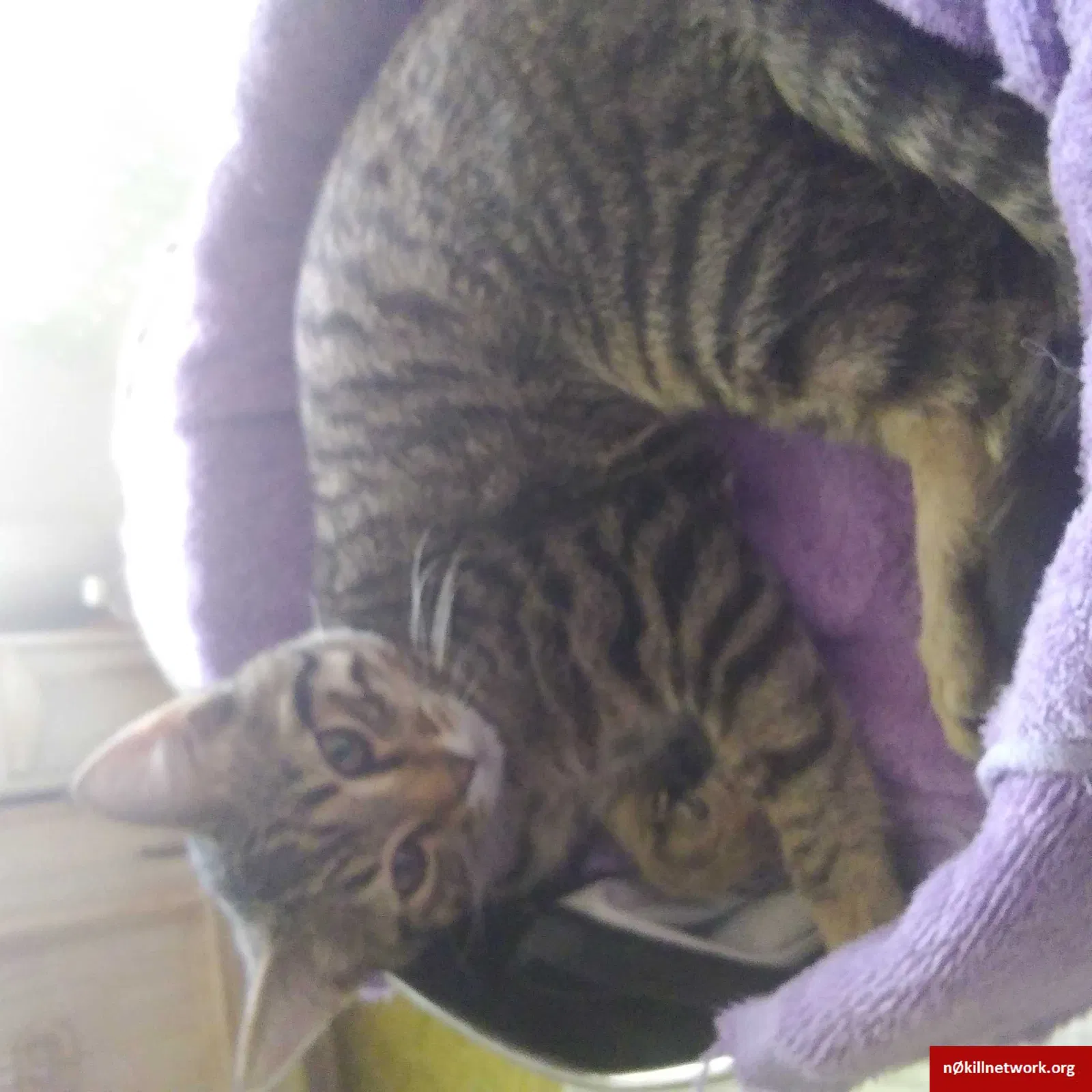 Lost cat in Las Vegas, NV, 89156