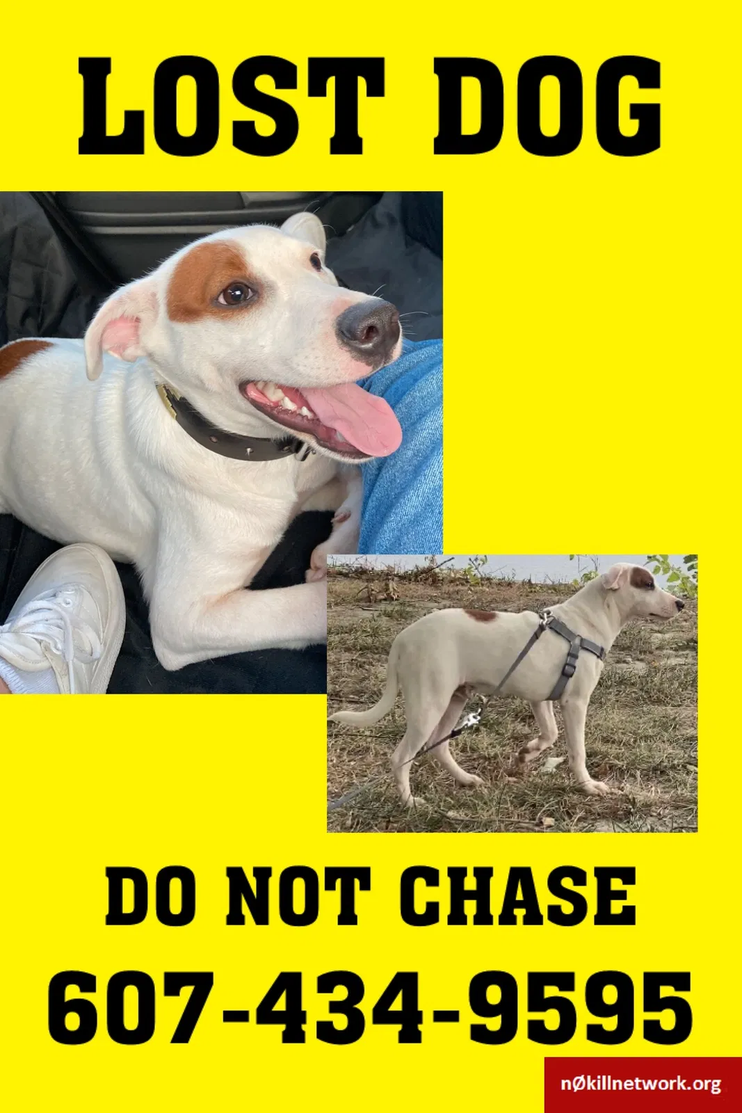 Lost dog in Hartford, CT, 6103