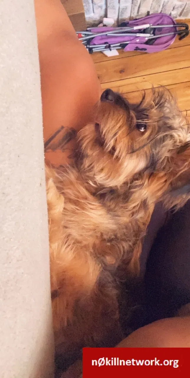 Lost dog in Fort Pierce, FL, 34947