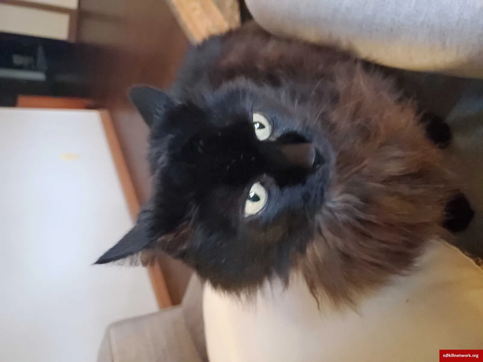 Lost cat in Springfield, MO, 65807