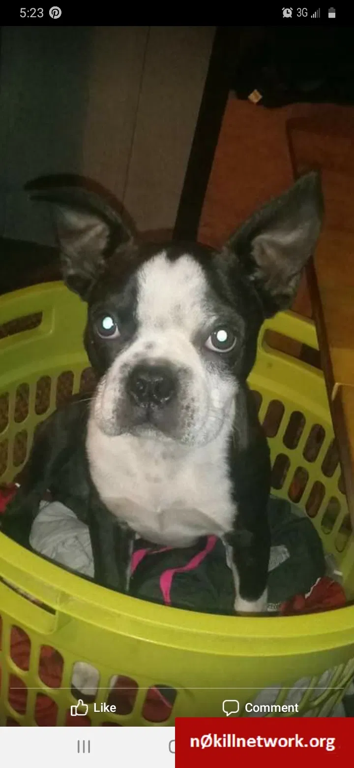 Lost dog in Gainesville, GA, 30506