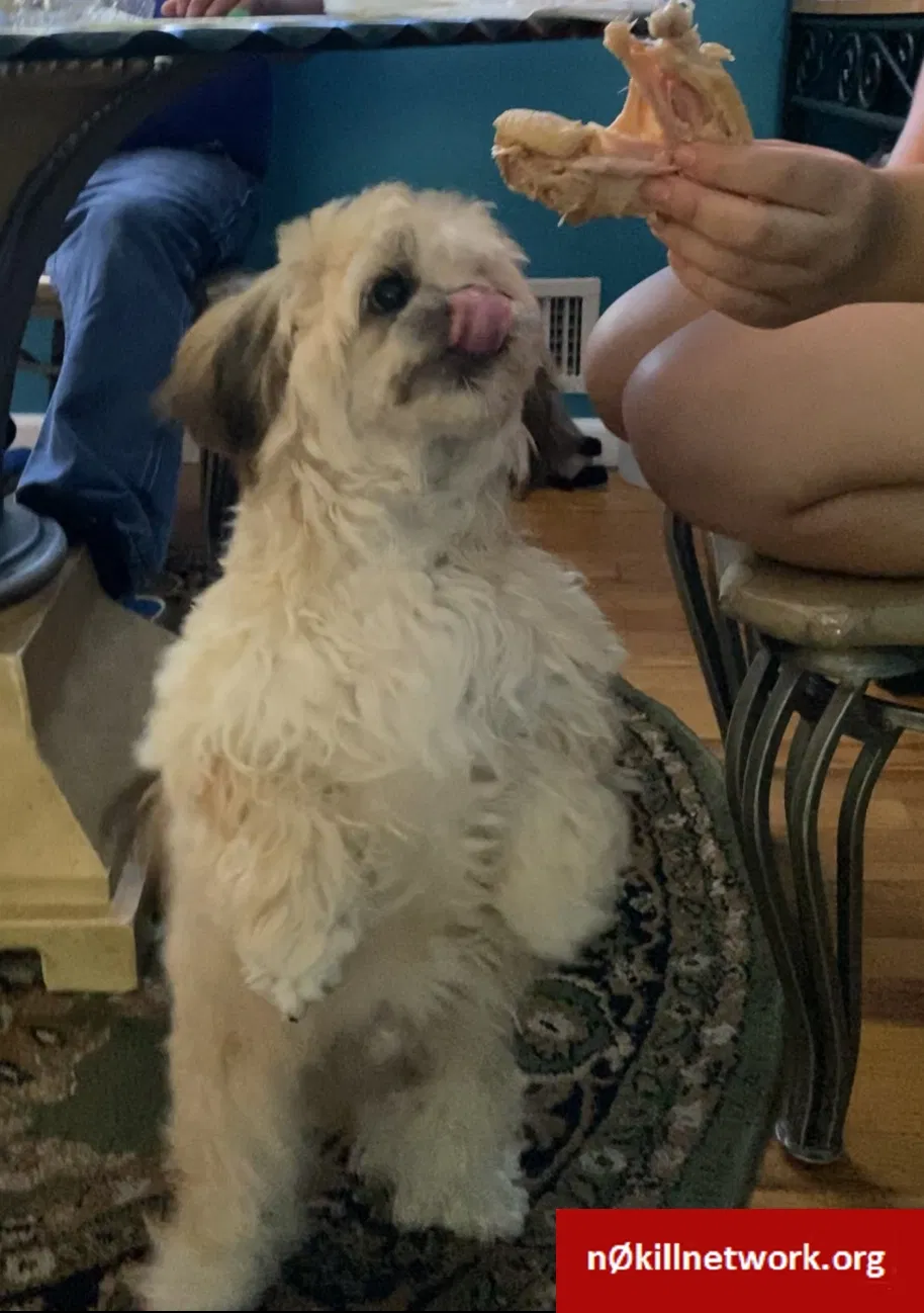Lost dog in Riverdale, MD, 20737