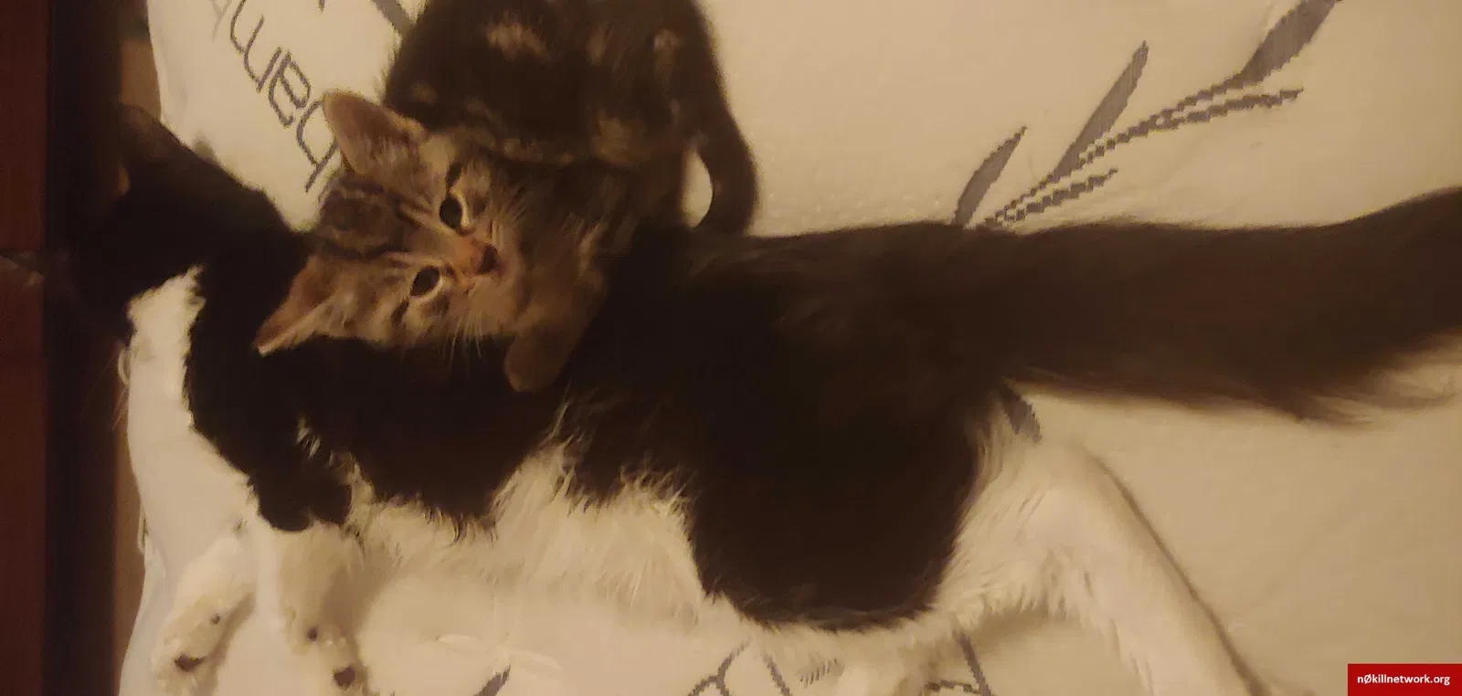 Lost cat in Fort Wayne, IN, 46816