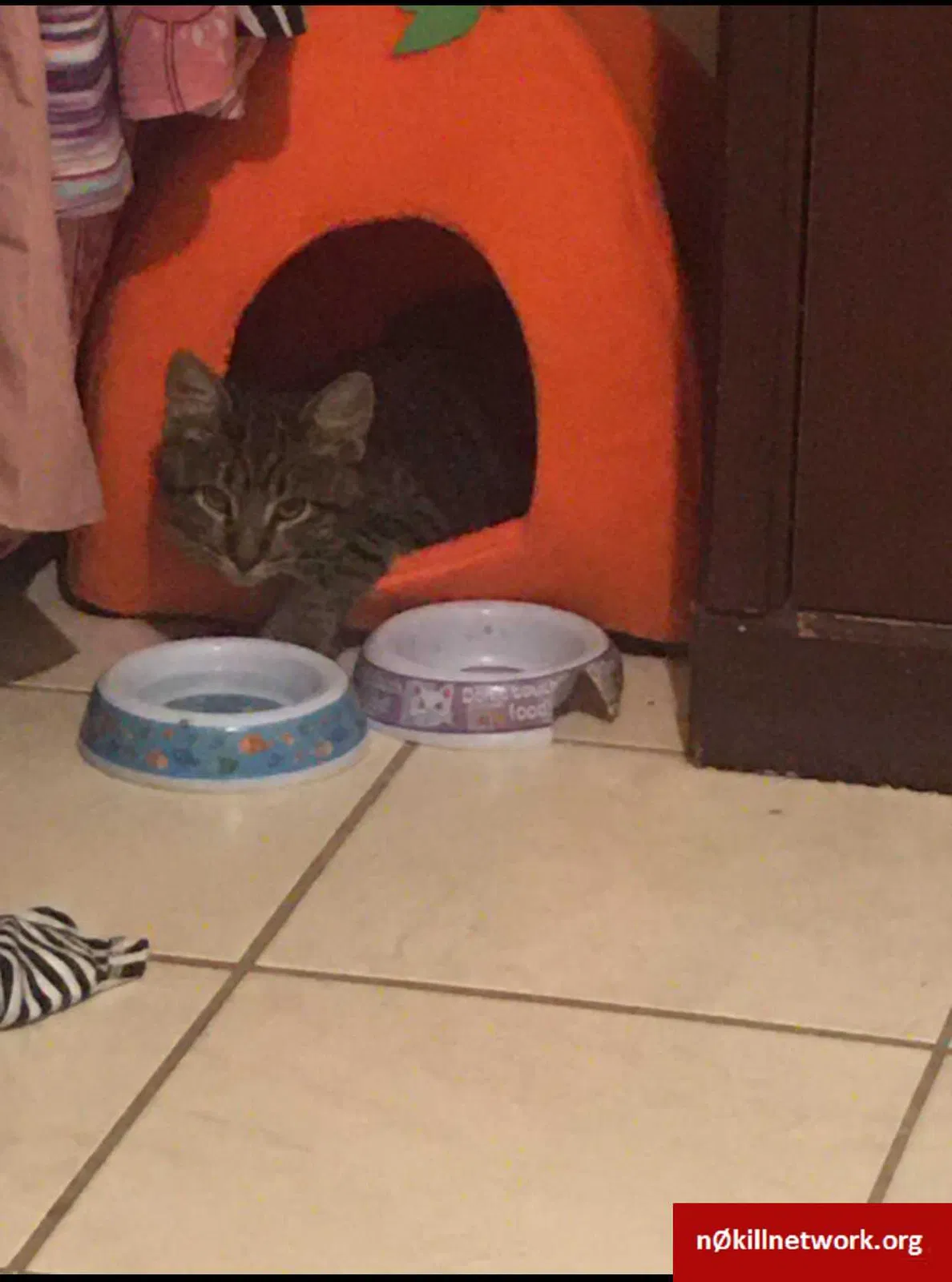 Lost cat in Laredo, TX, 78046