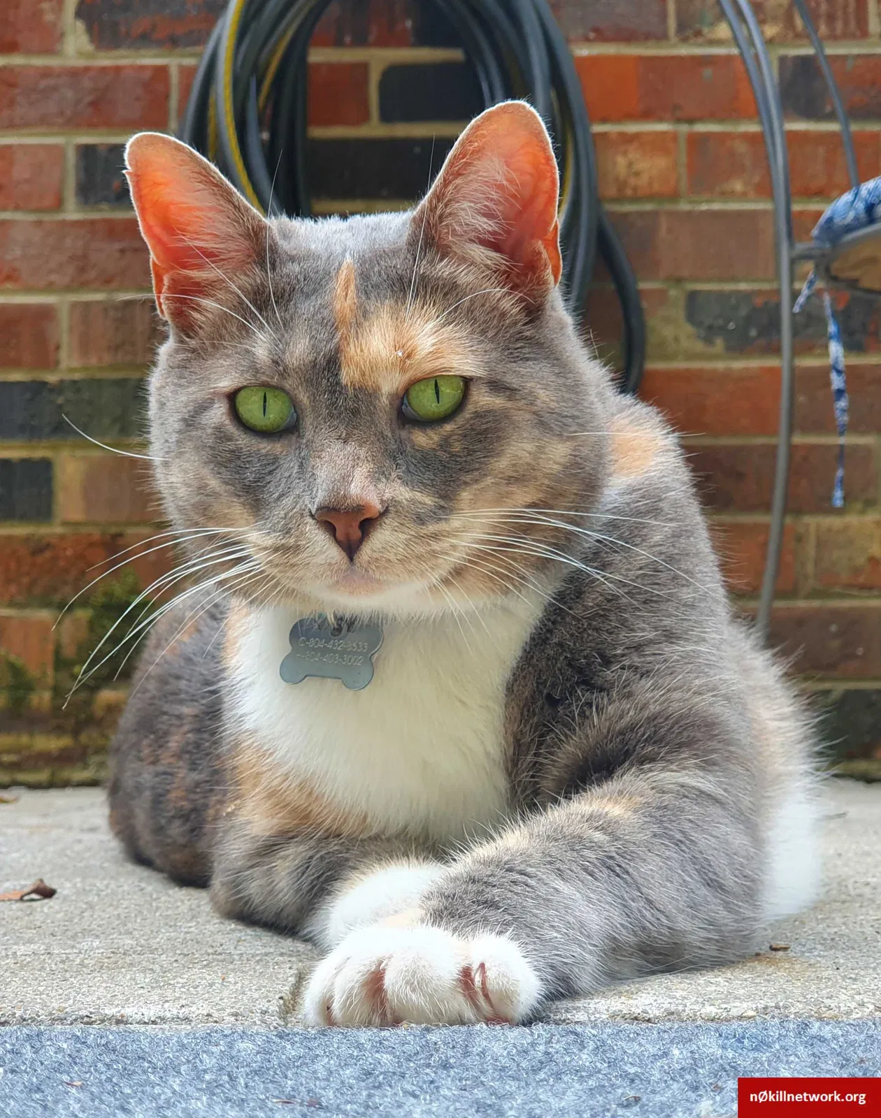 Lost cat in Henrico, VA, 23238
