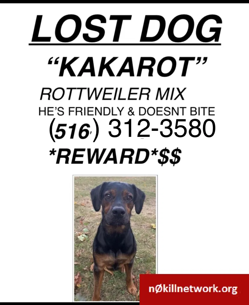 Lost dog in Westbury, NY, 11590