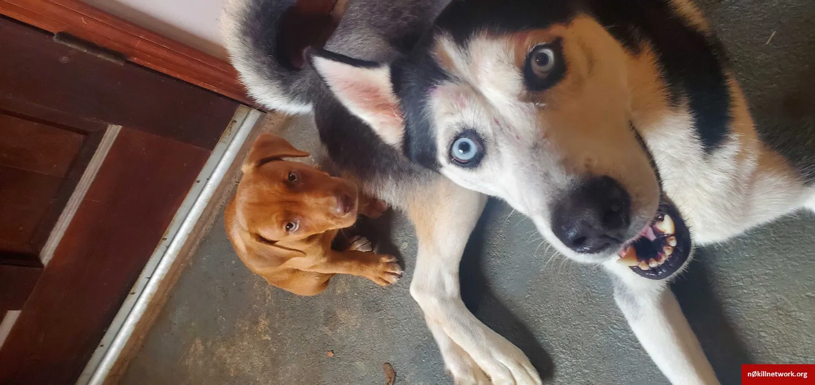 Lost dog in Spartanburg, SC, 29303