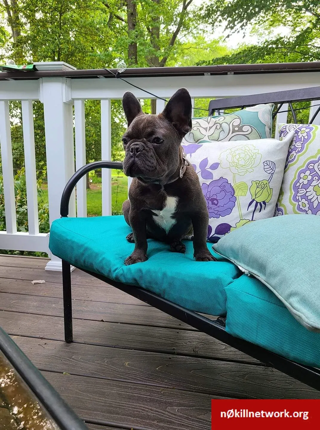 Lost dog in Dover, DE, 19904