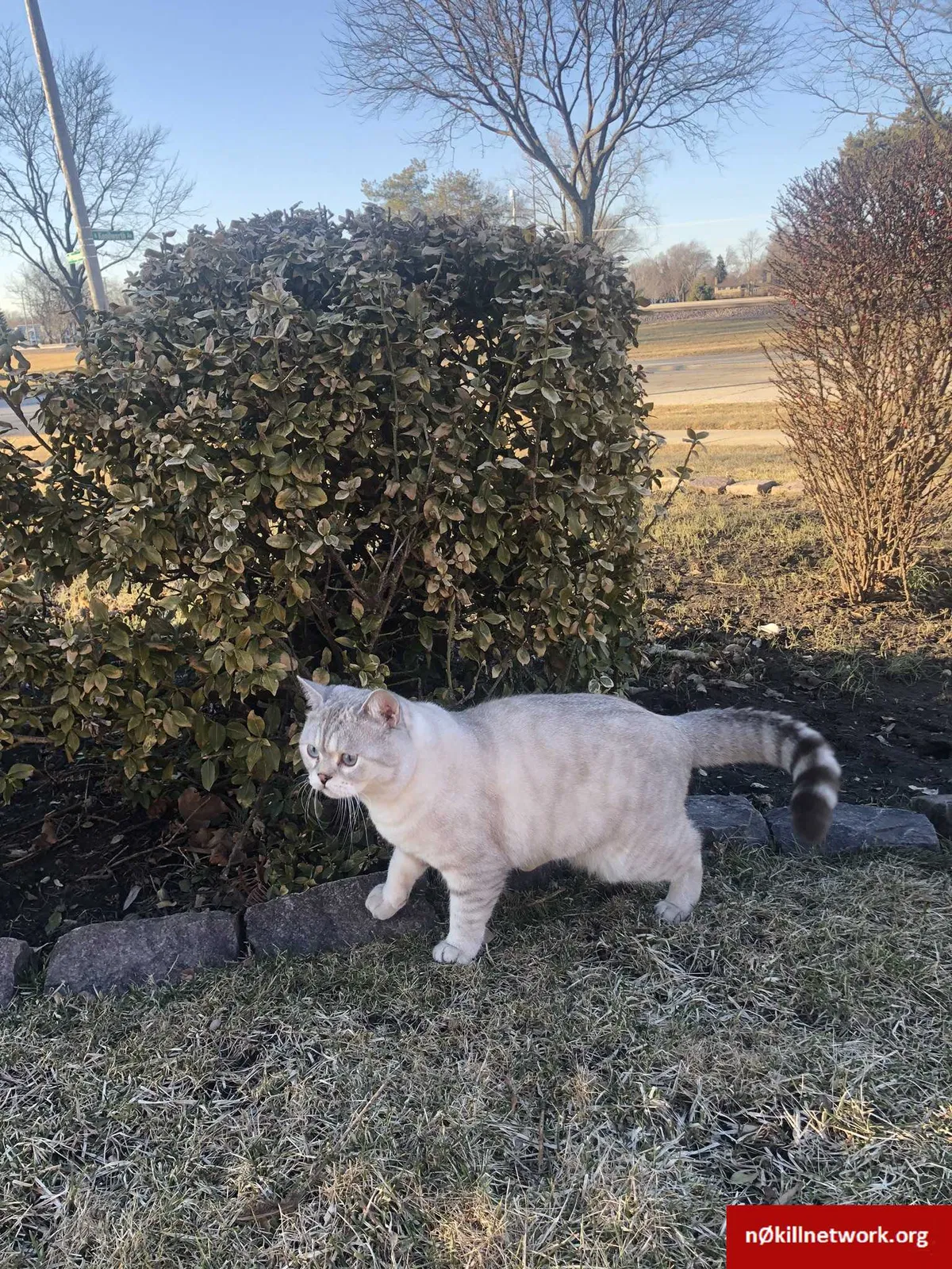 Lost cat in Bartlett, IL, 60103