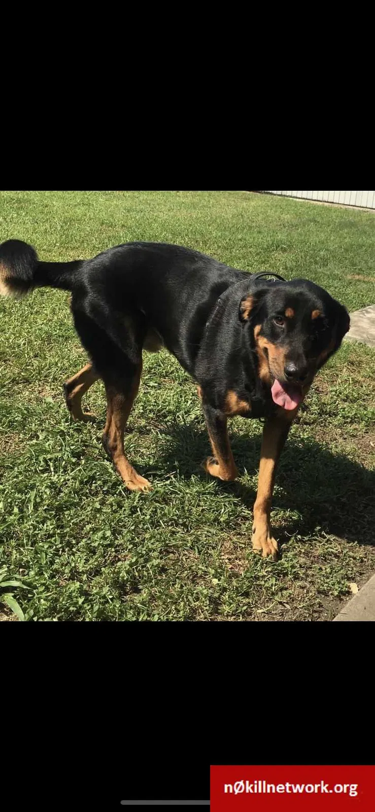 Lost dog in Chalmette, LA, 70043