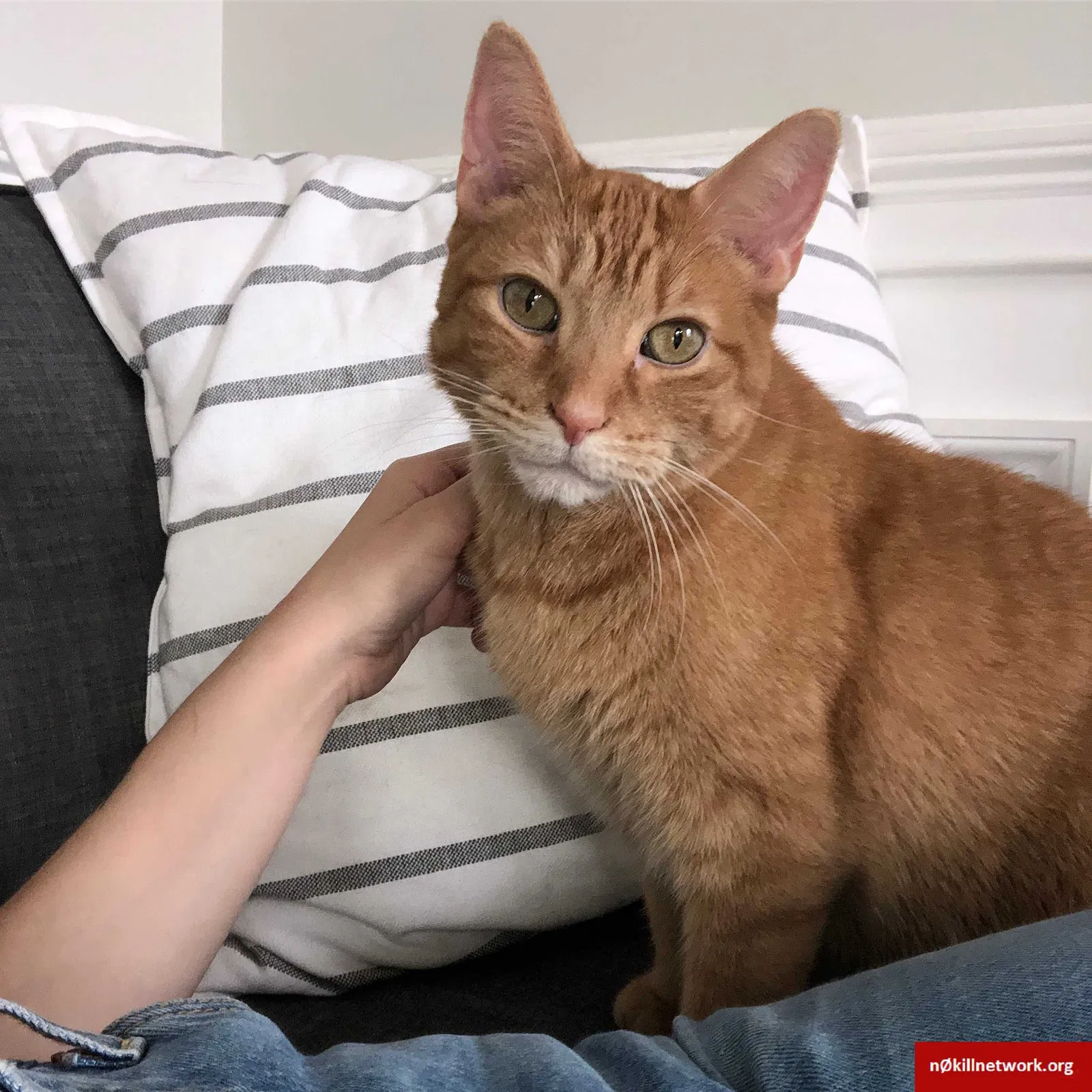 Lost cat in Chicago, IL, 60632