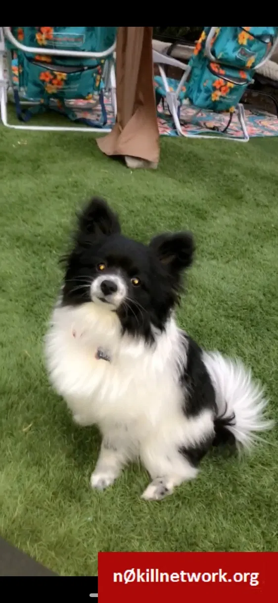 Lost dog in Louisville, CO, 80027