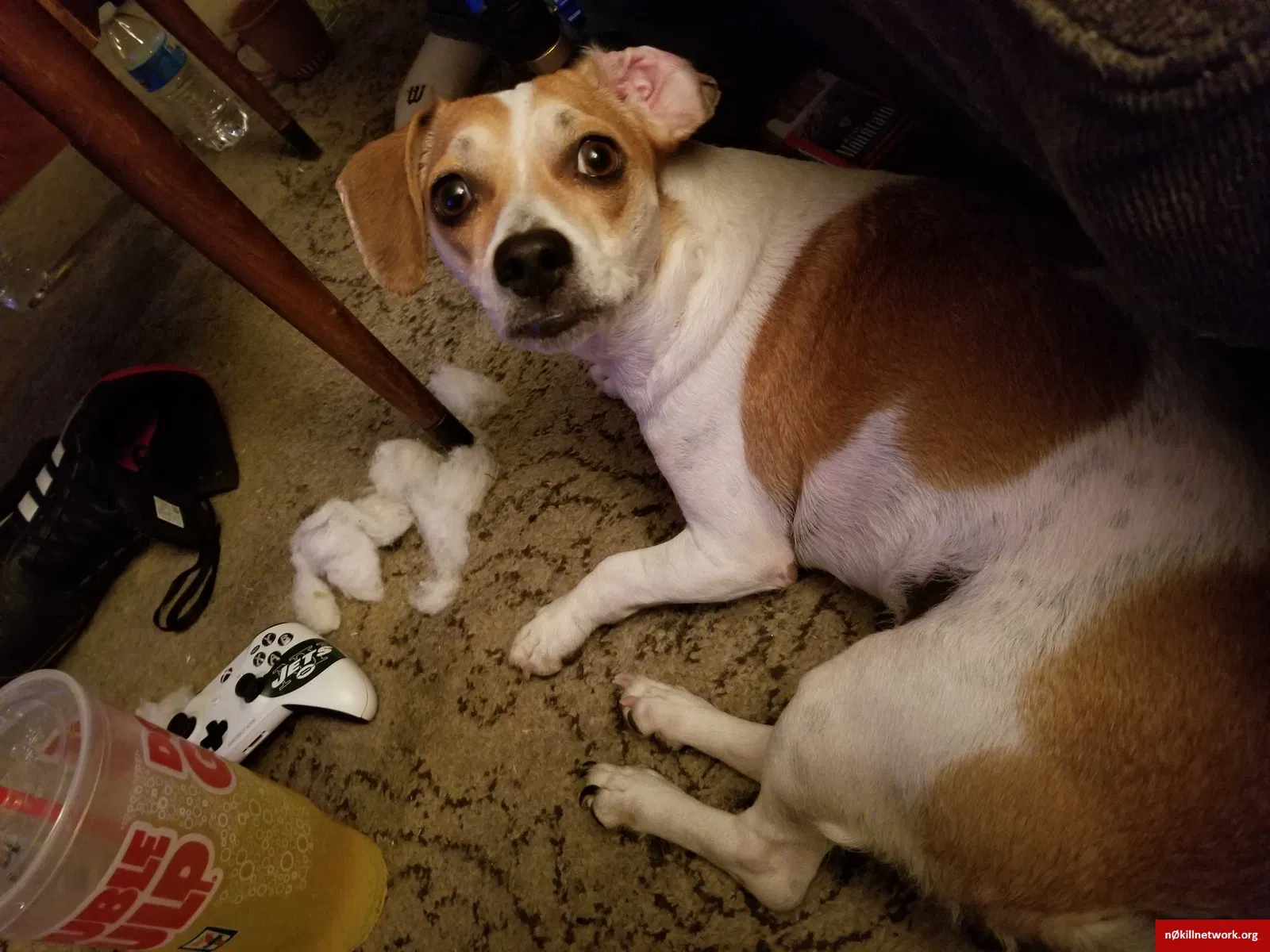 Lost dog in Yakima, WA, 98902
