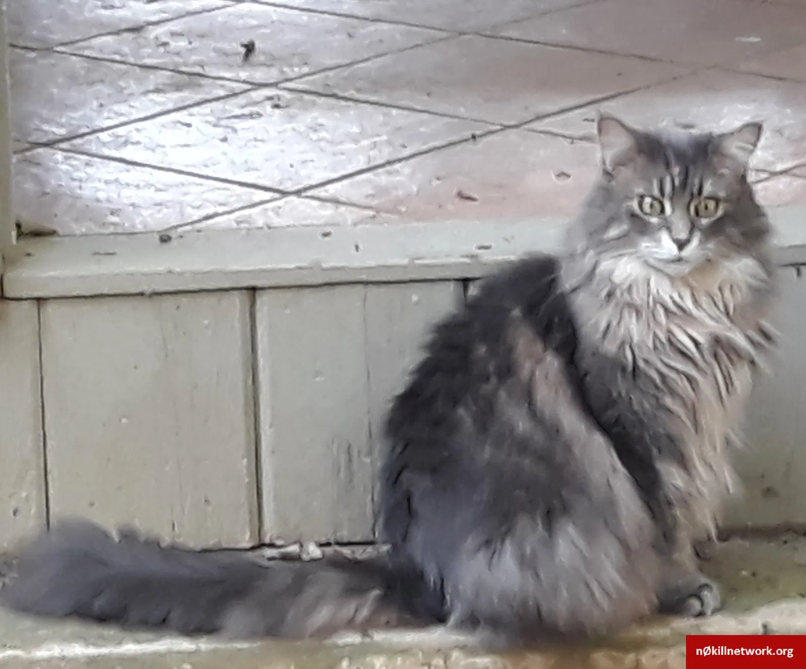 Lost cat in Atlanta, GA, 30328
