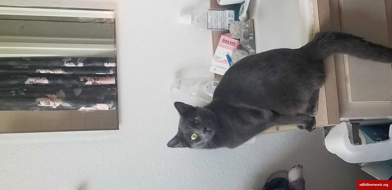 Lost cat in Clermont, FL, 34714