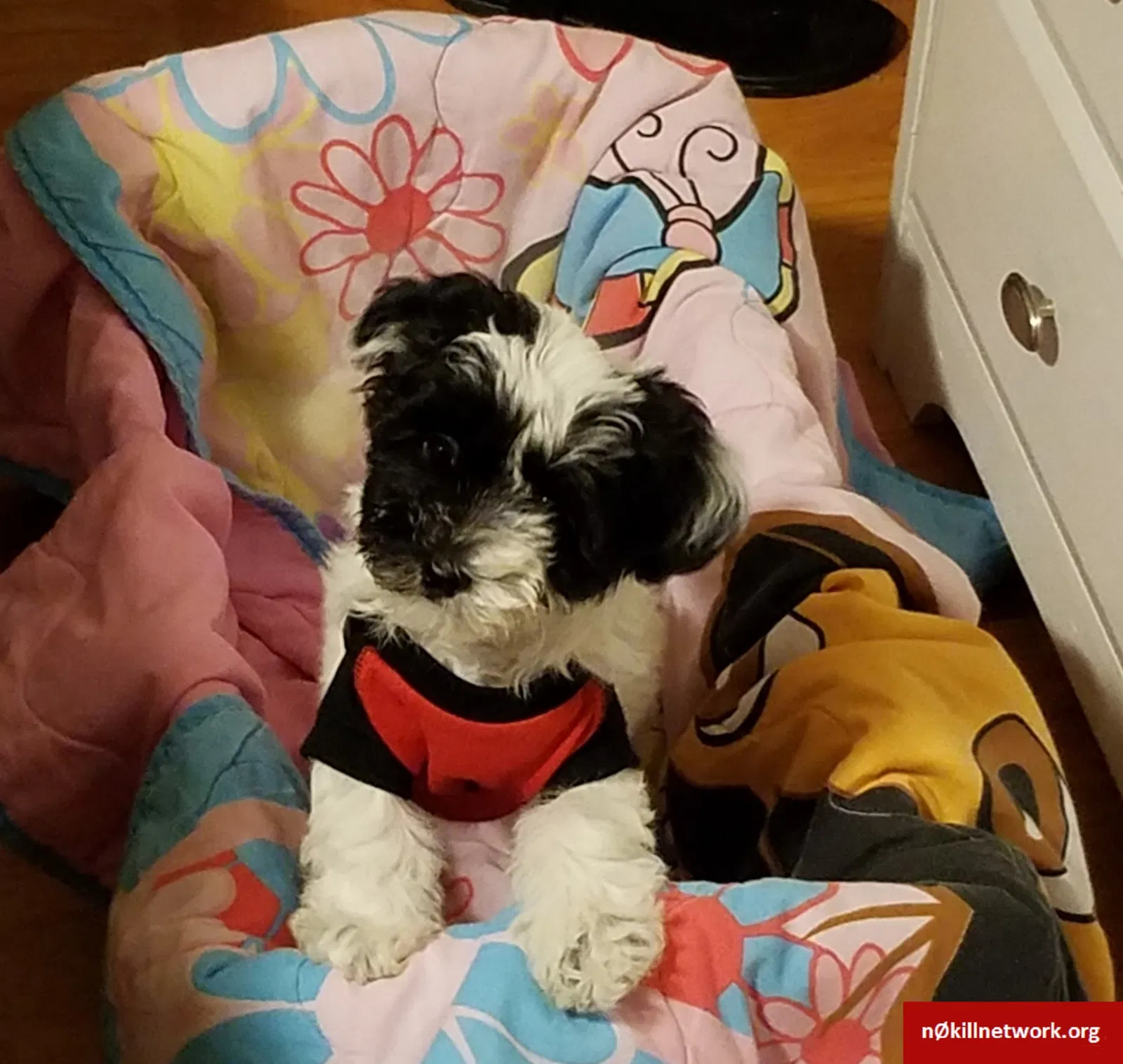Lost dog in Orlando, FL, 32810