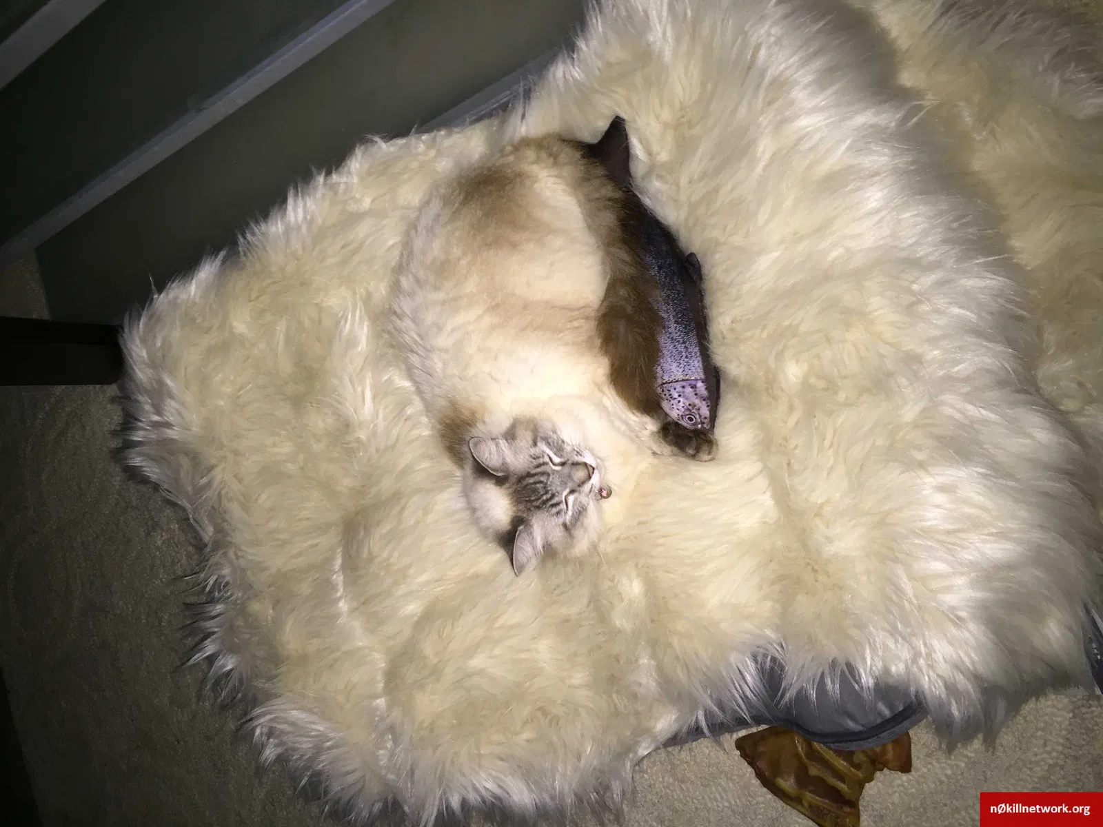 Lost cat in Asheville, NC, 28806