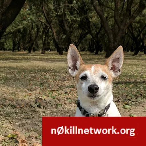Lost dog in Livingston, CA, 95334