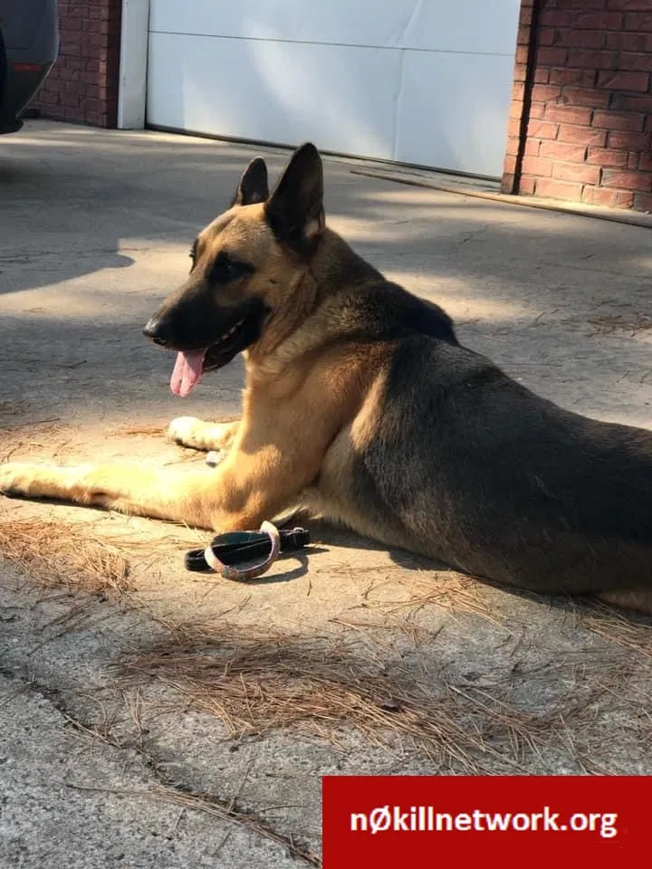 Lost dog in Paragould, AR, 72450