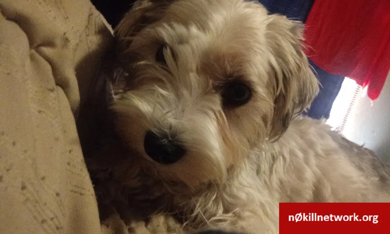 Lost dog in Jacksonville, FL, 32218