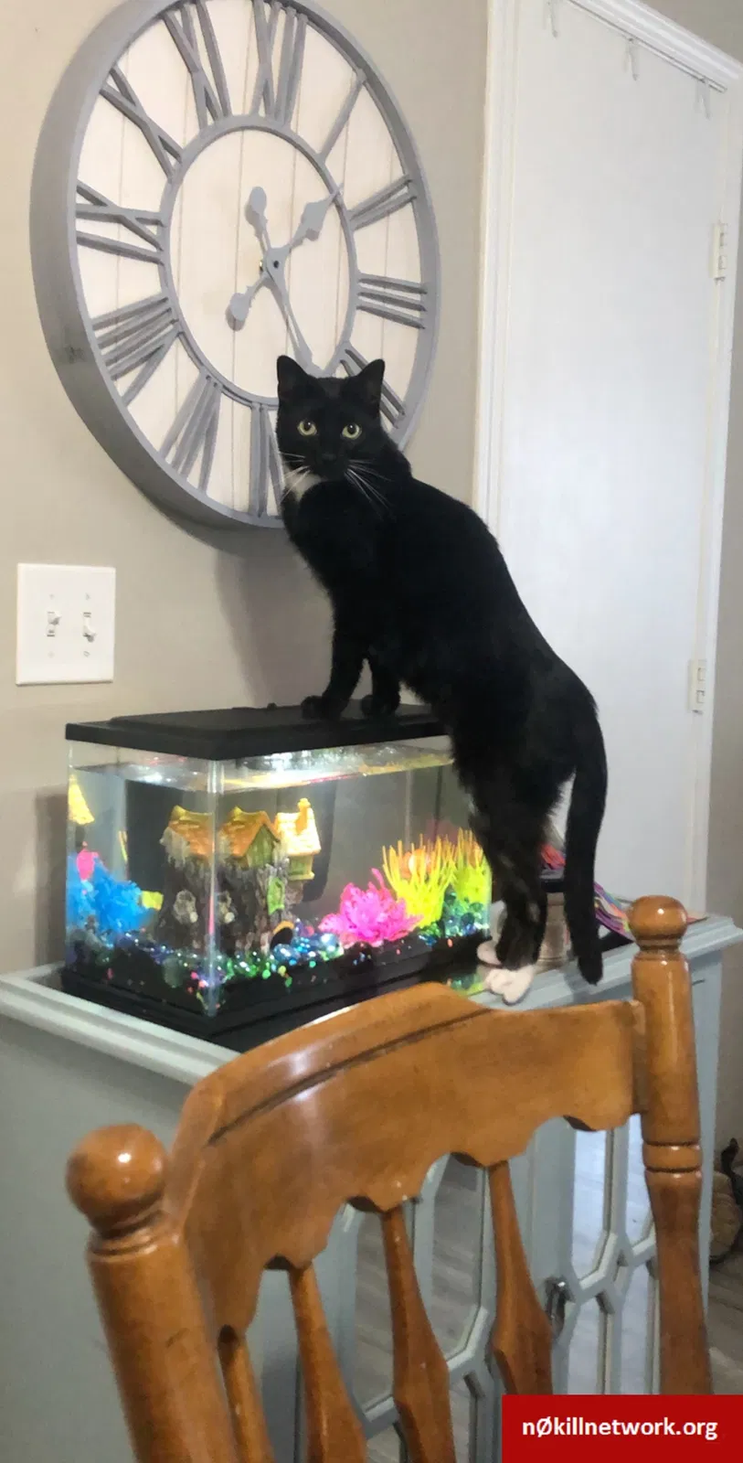 Lost cat in Hilliard, OH, 43026