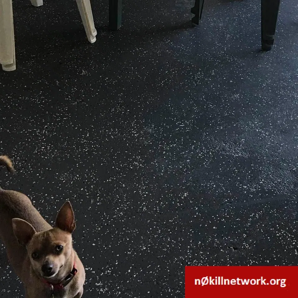 Lost dog in Harvey, LA, 70058