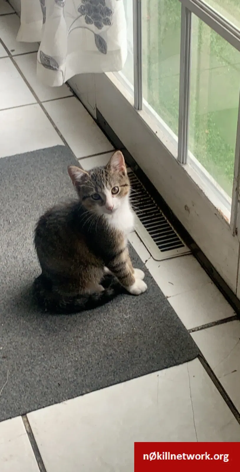Lost cat in West Chicago, IL, 60185