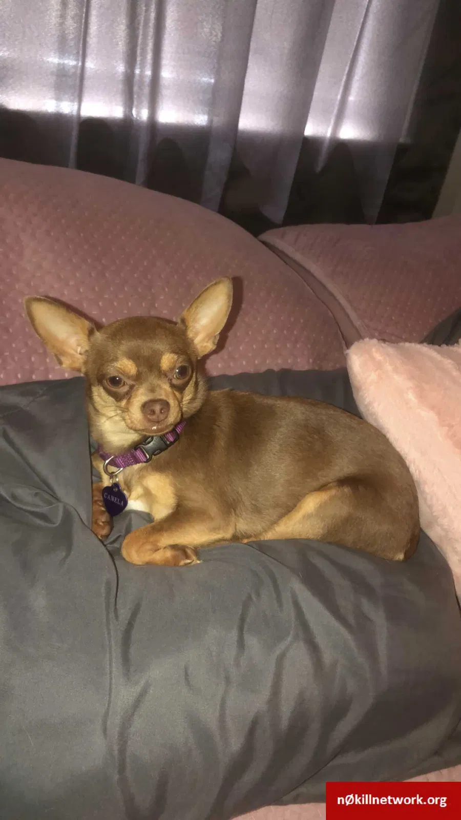 Lost dog in Wichita, KS, 67218