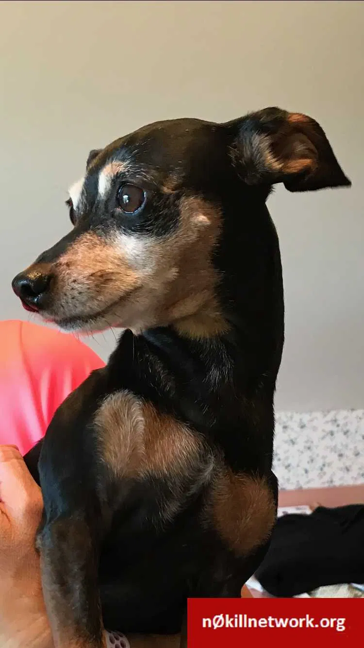 Lost dog in York, PA, 17404