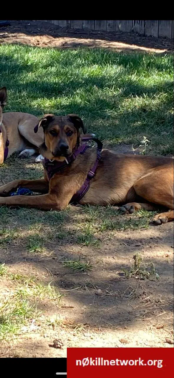 Lost dog in Colorado Springs, CO, 80919
