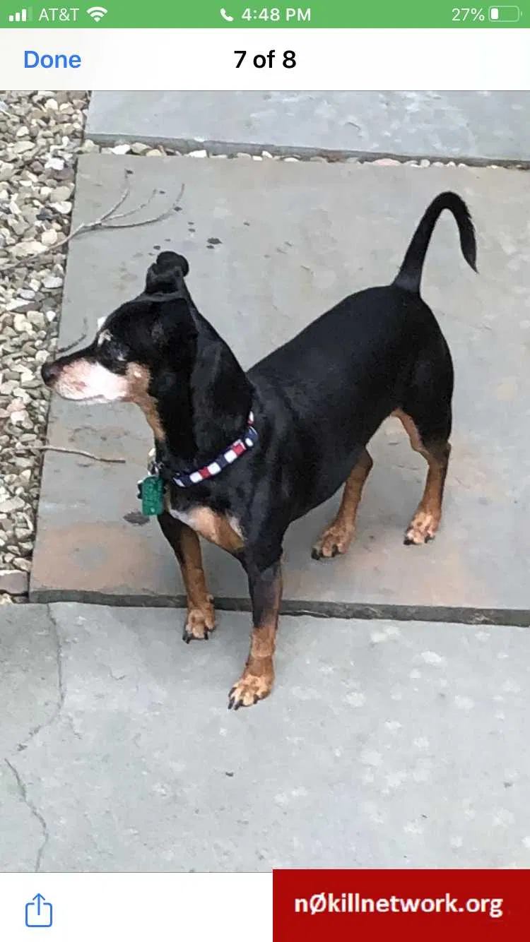 Lost dog in York, PA, 17404