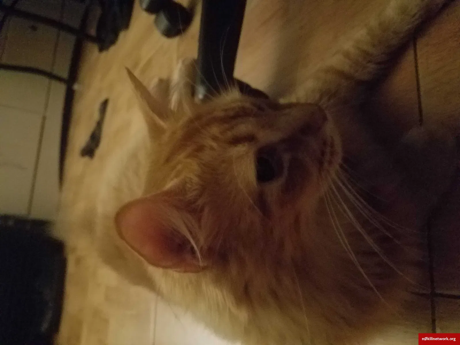 Lost cat in Cape Coral, FL, 33904