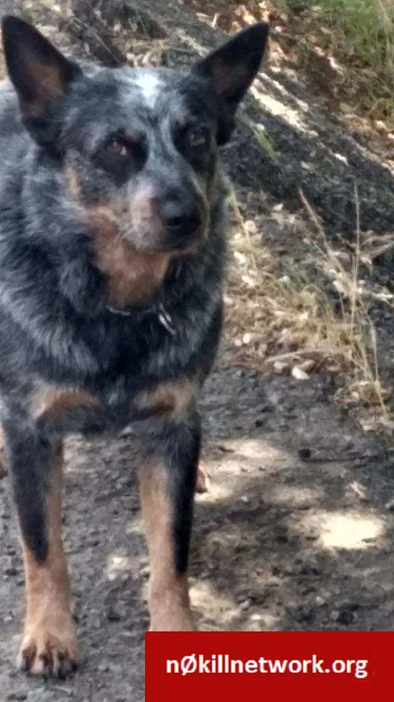 Lost dog in Novato, CA, 94949