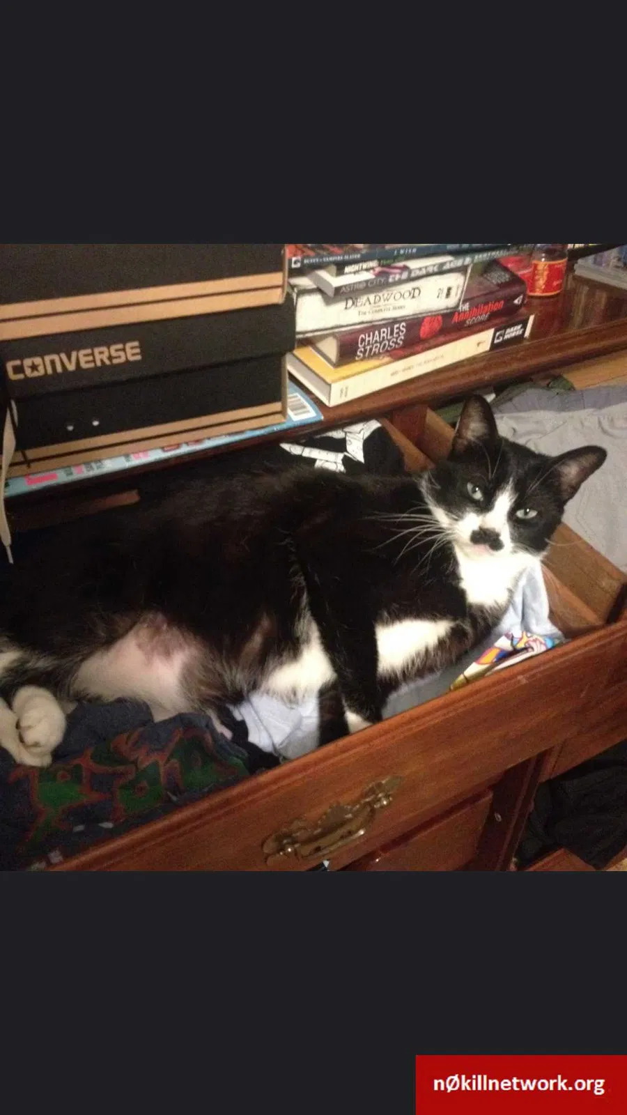 Lost cat in Keller, TX, 76248