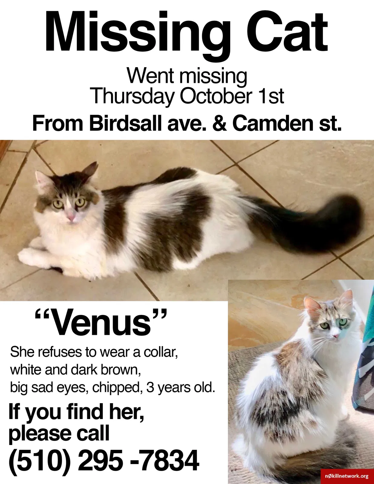 Lost cat in Oakland, CA, 94619