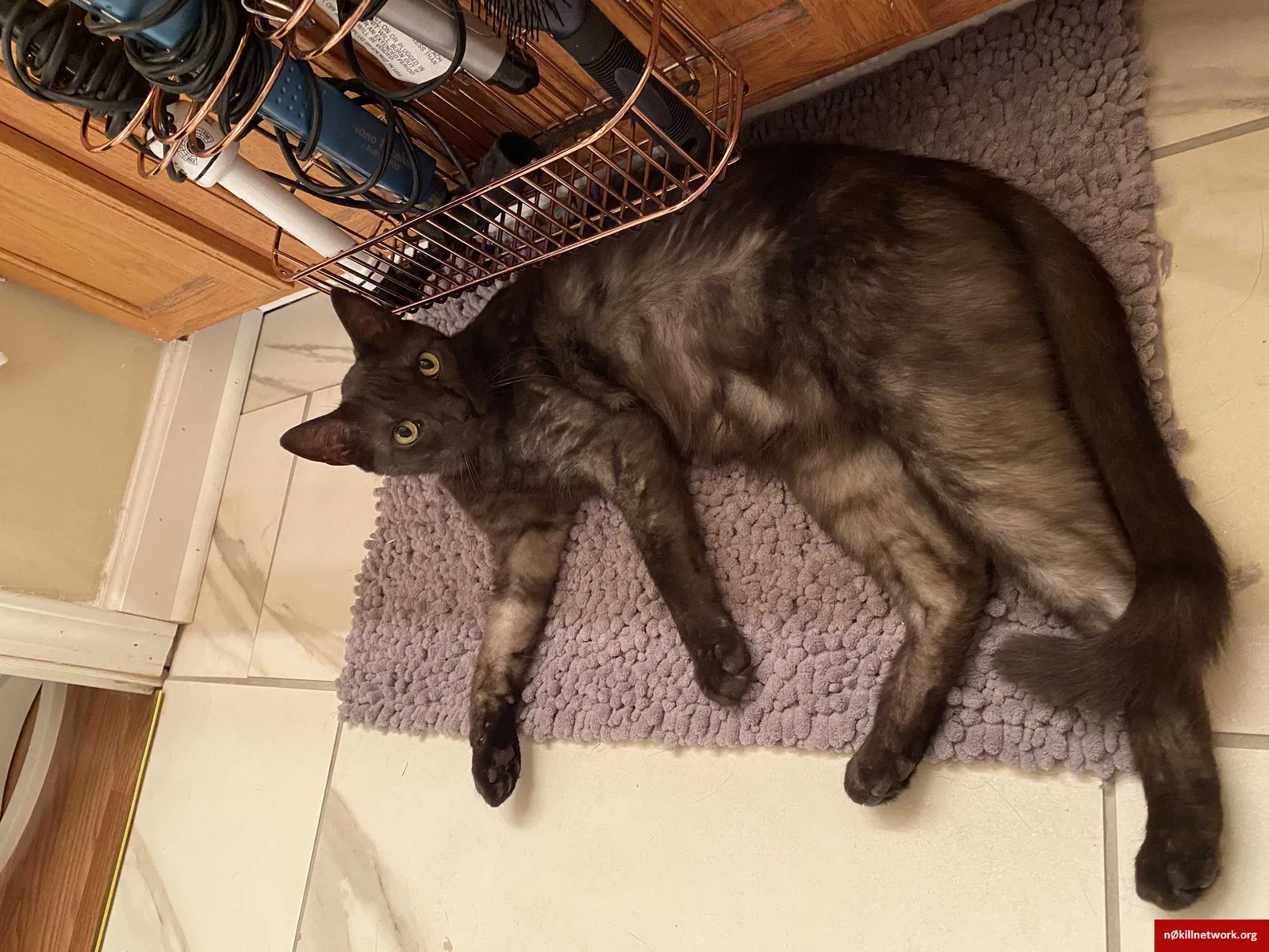 Lost cat in Lexington, KY, 40504