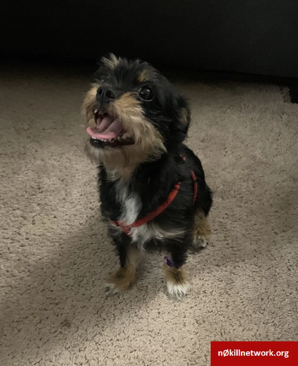 Lost dog in Pinole, CA, 94564