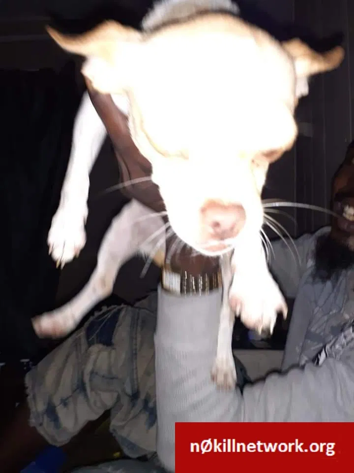 Lost dog in Killeen, TX, 76541