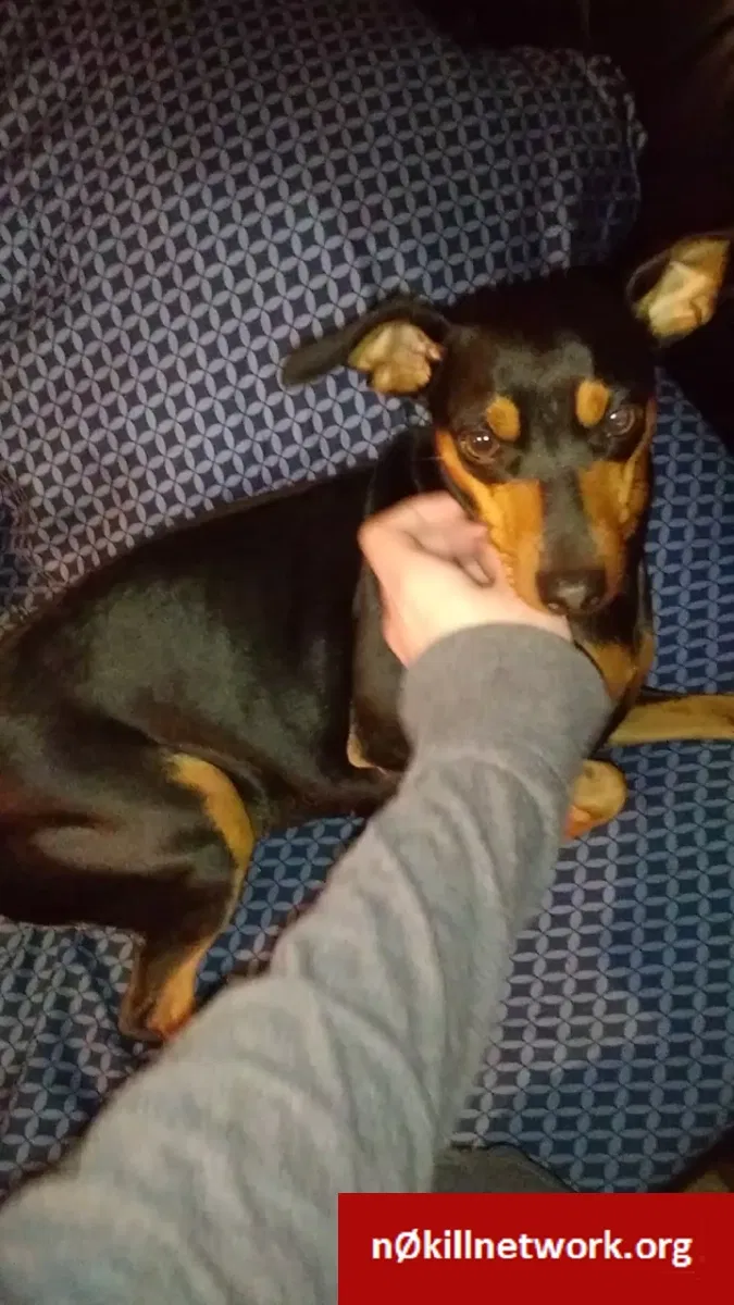 Lost dog in Fontana, CA, 92336